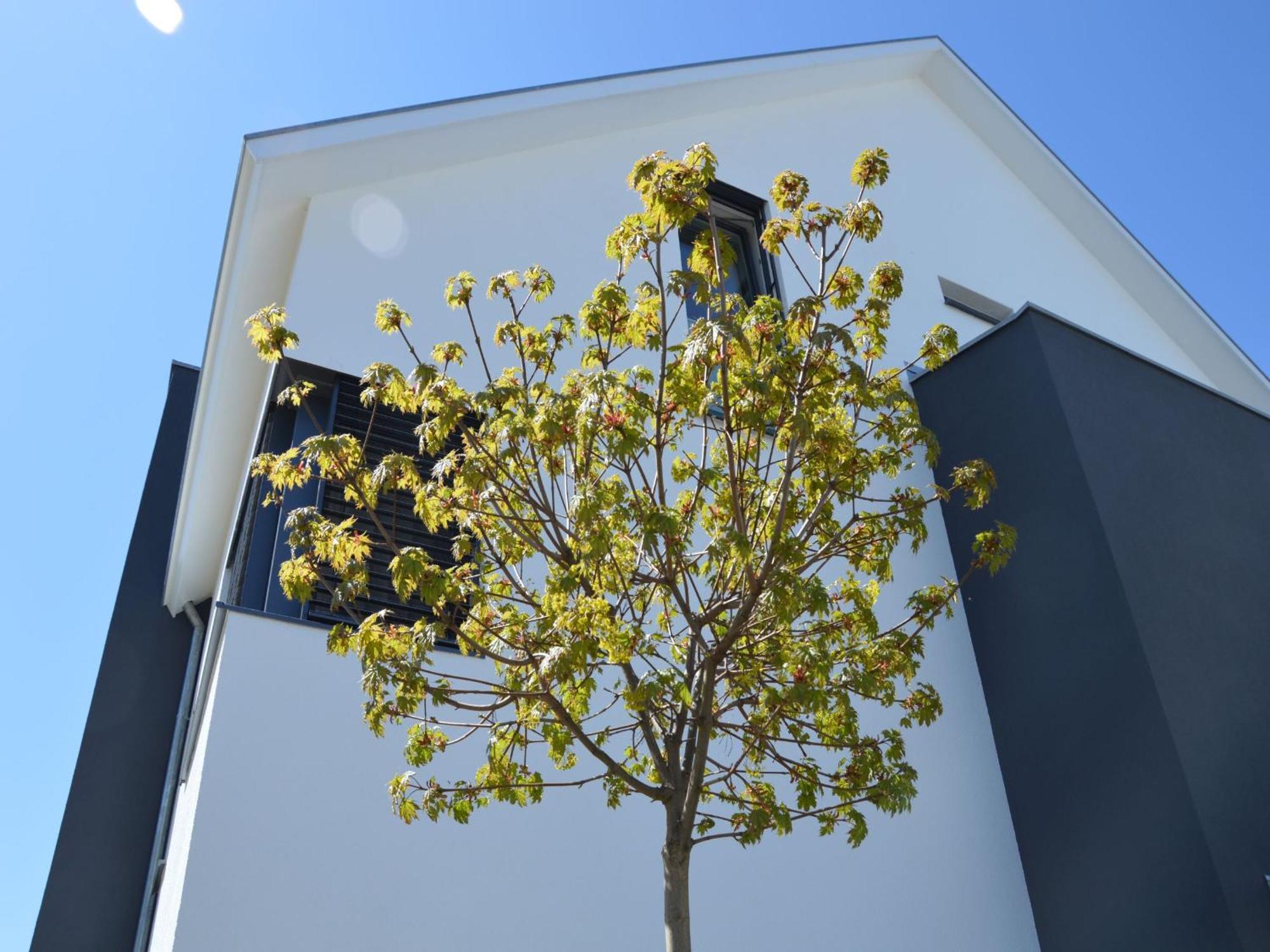 Kapps Haus Lägenhet Langenargen Exteriör bild